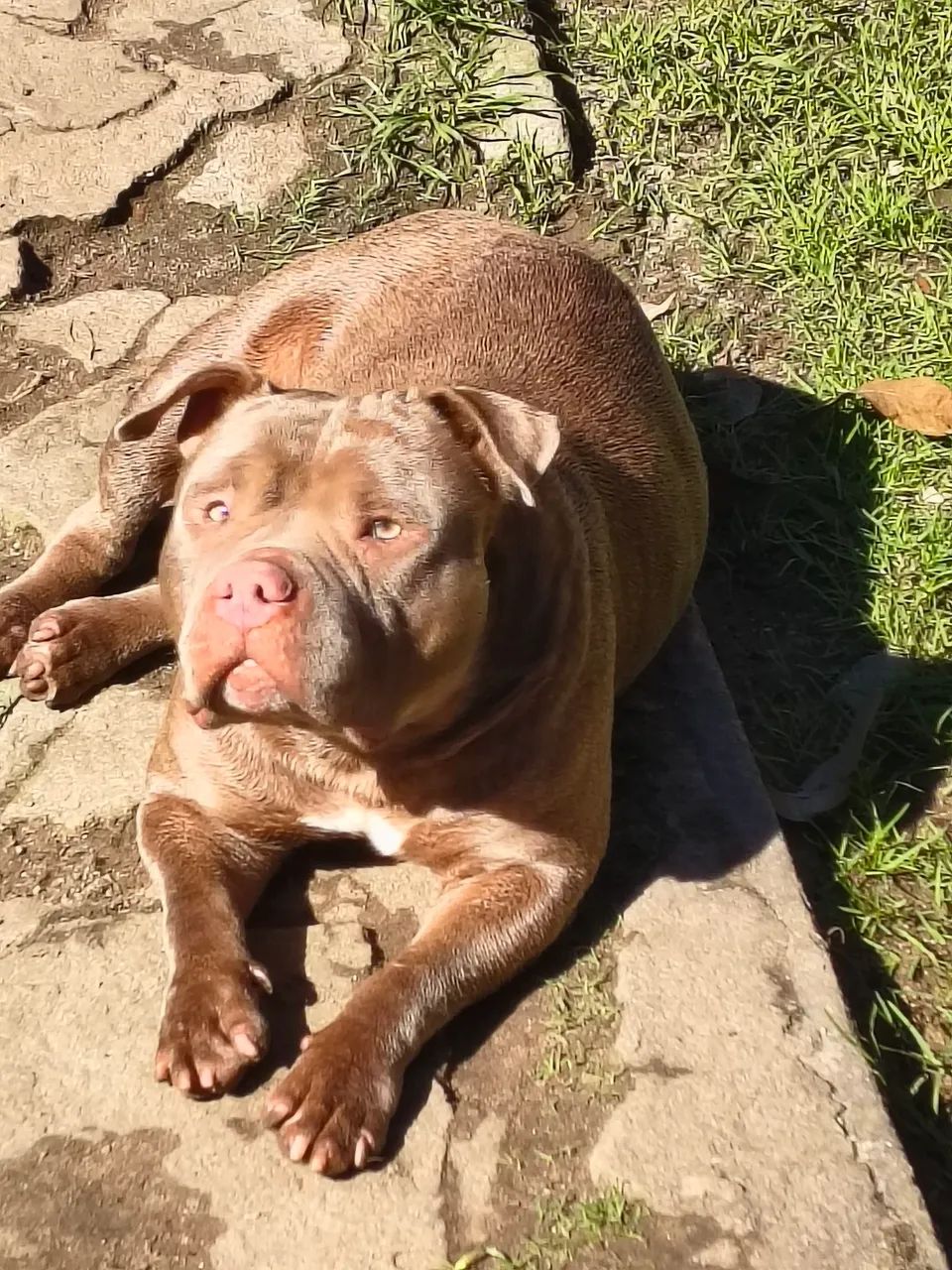 American Bully  - Foto 3