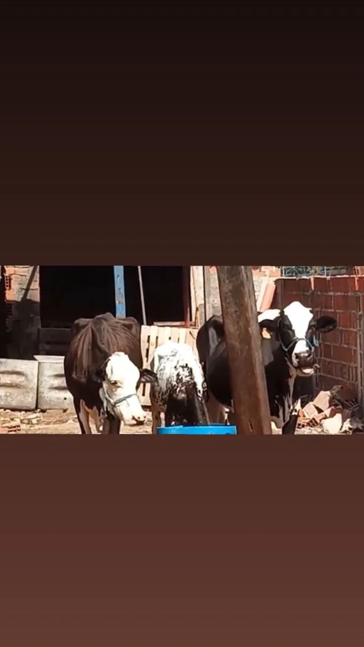 Vendo 3 vaca e 2 bezerro  - Foto 3