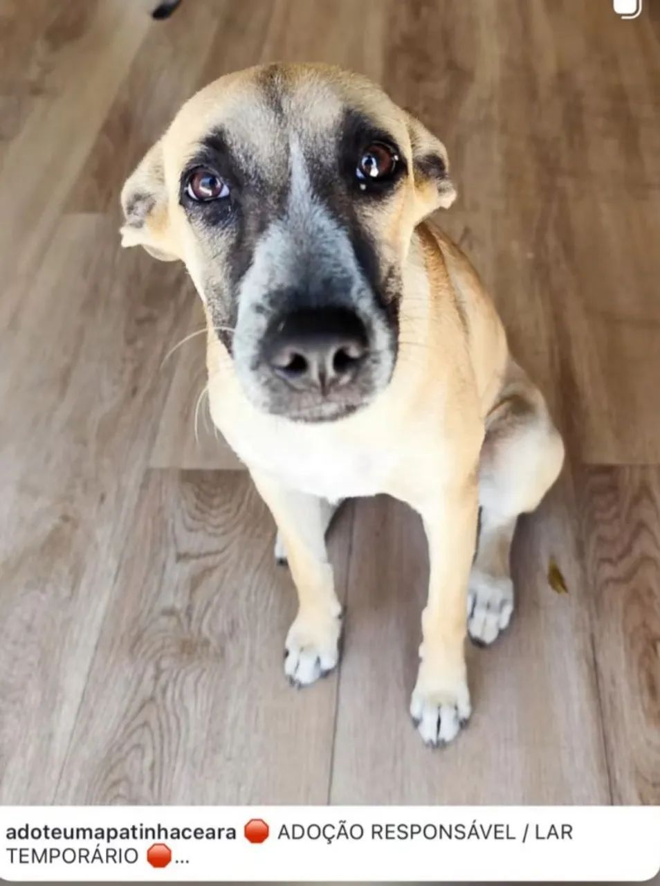 Cachorrinha para doação  - Foto 2