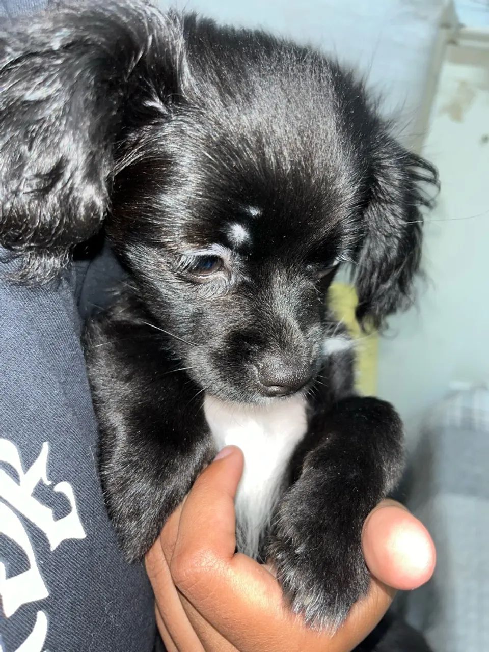 Cachorro shih tzu femea
