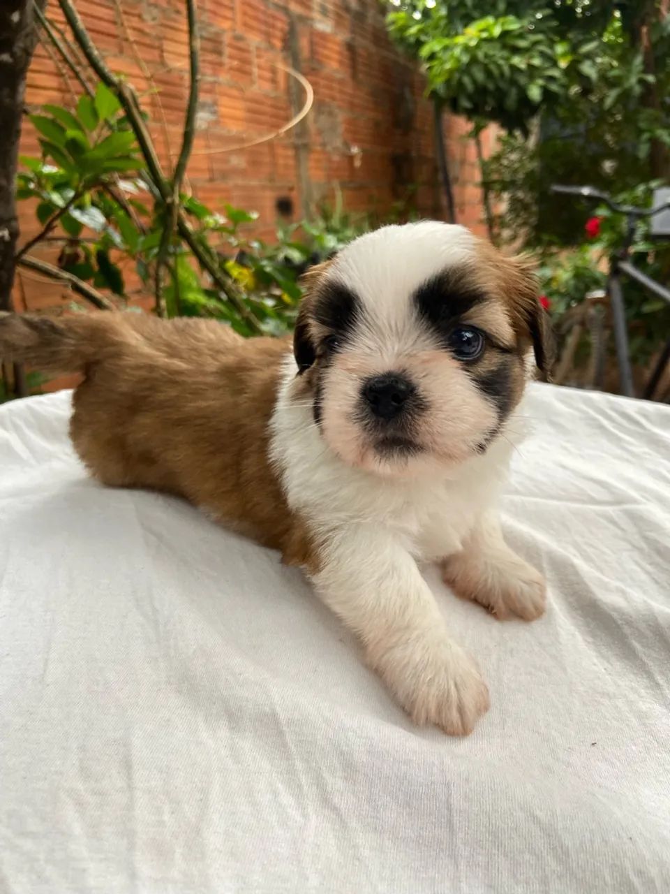 Vende-se Shihtzu - Foto 2