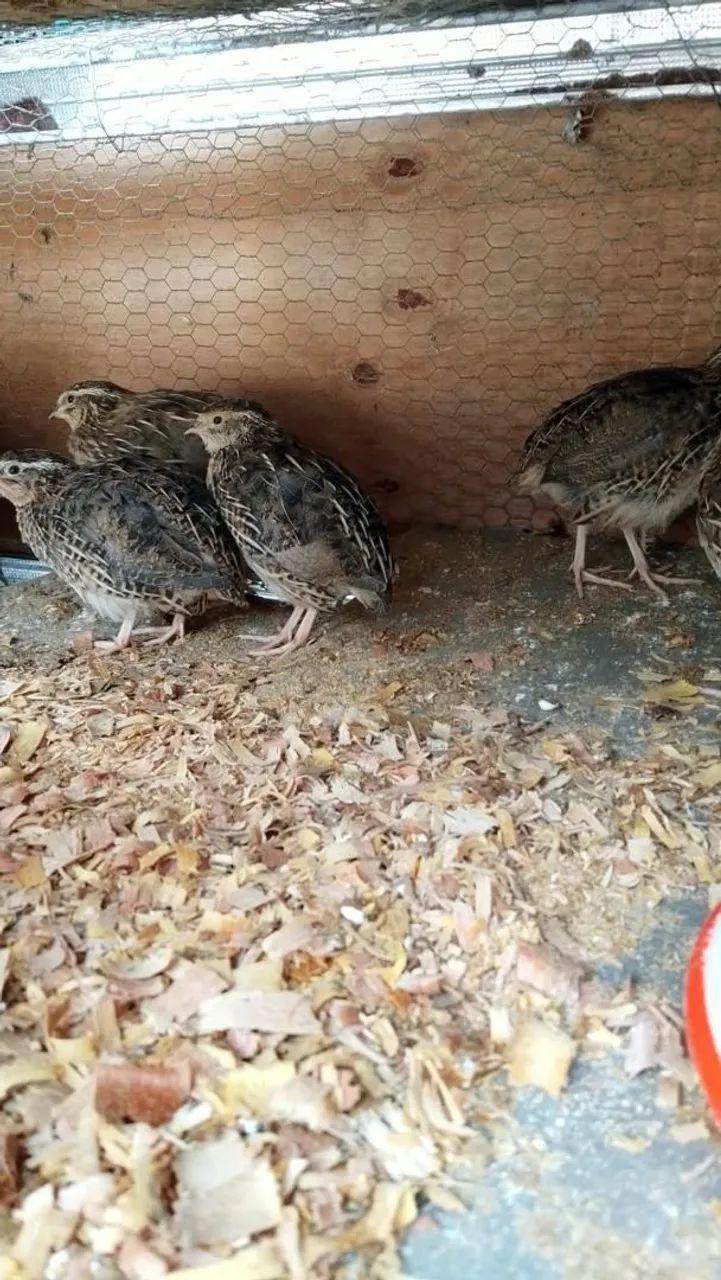 Vende se codornas - Foto 2