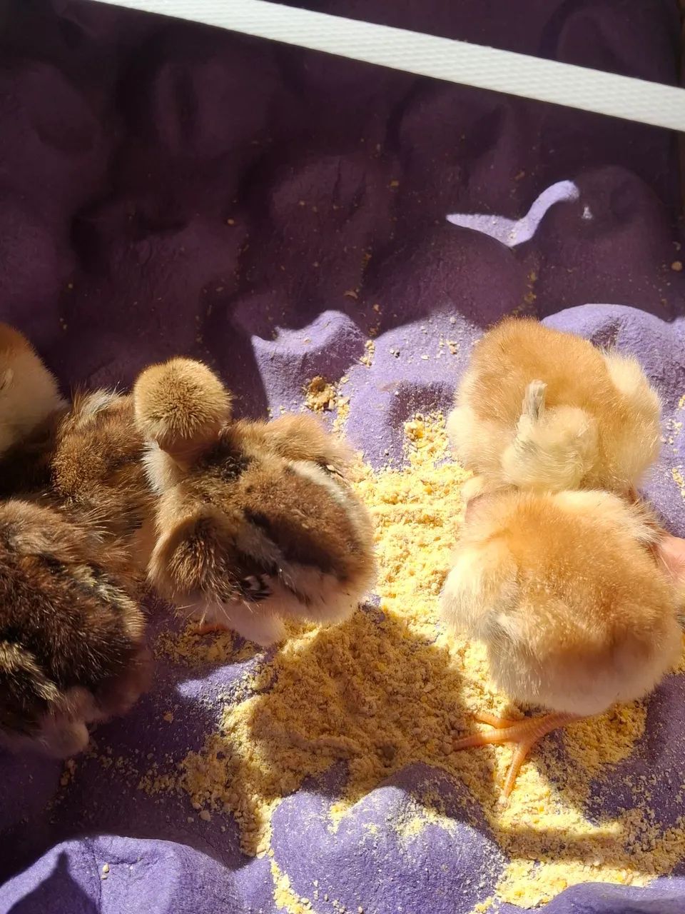 Pintinhos Caipiras Melhorados  - Foto 2