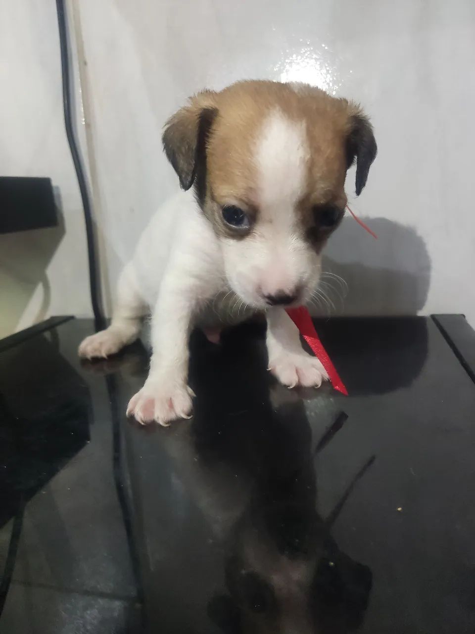 Pequenos