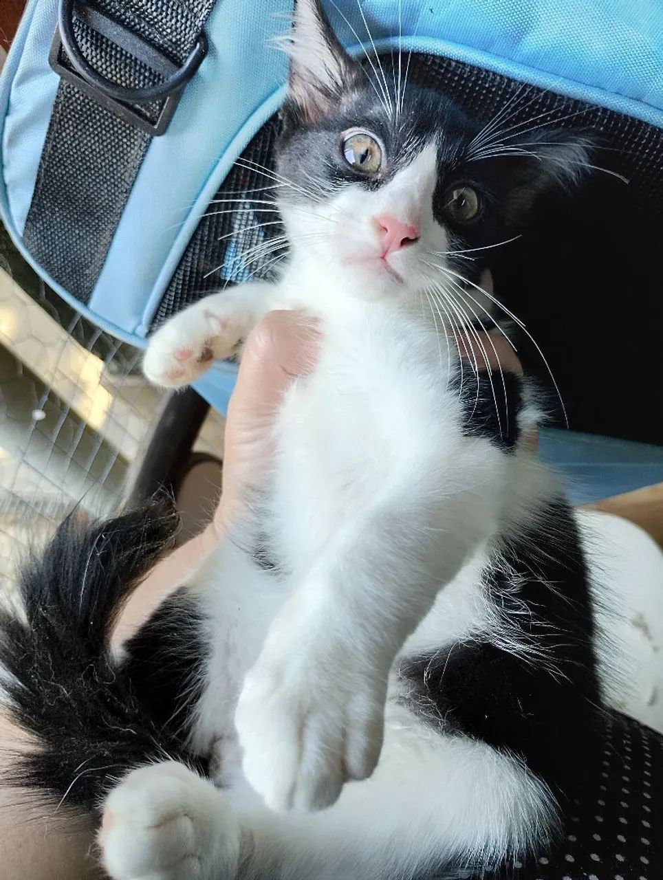 FILHOTES CASTRADOS E VERMIFUGADOS para adoção  - Foto 2