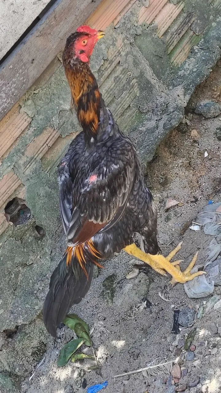 Vende-se casais de frangos da raça Mura entre 5 e 6 meses r$500 individual r$300 - Foto 4