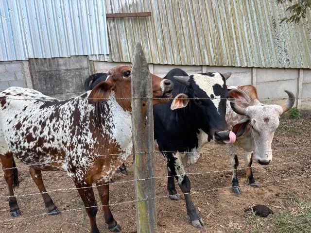 VACAS - Foto 2