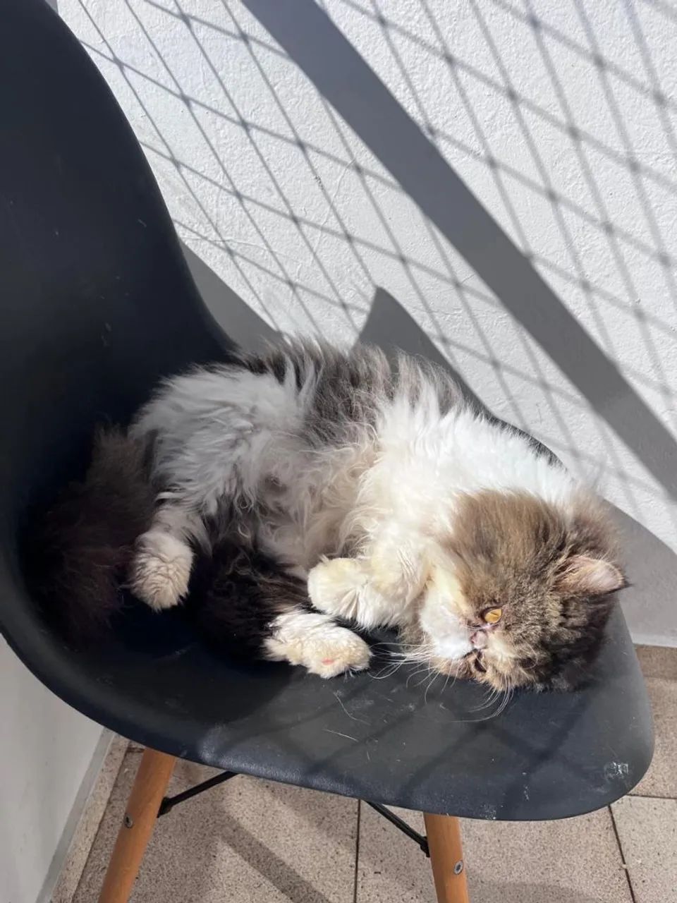 Gato persa  - Foto 3
