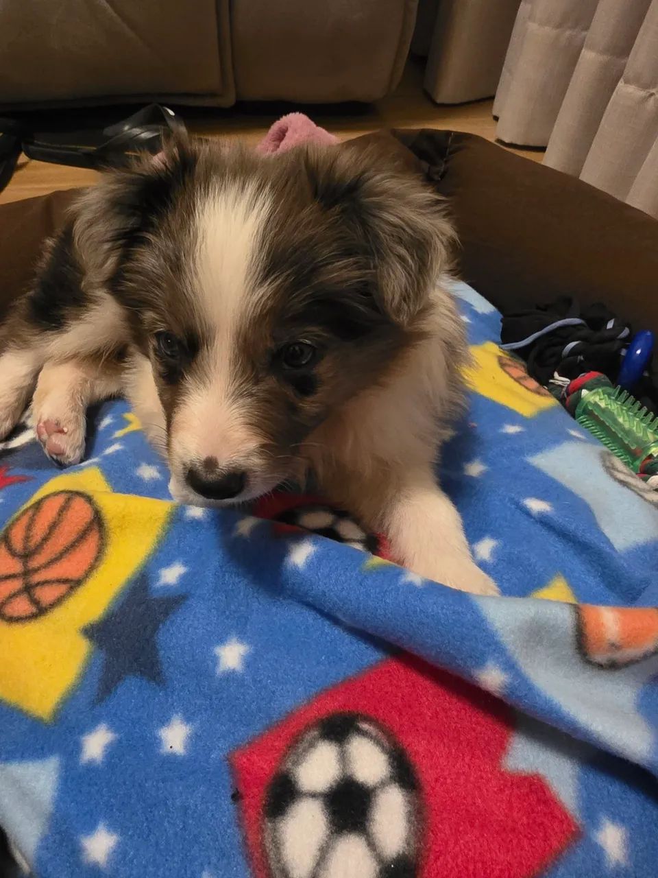 Filhote de boder collie  - Foto 4