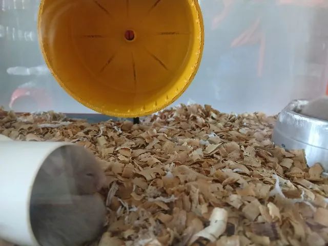 Hamster Sírios  - Foto 2