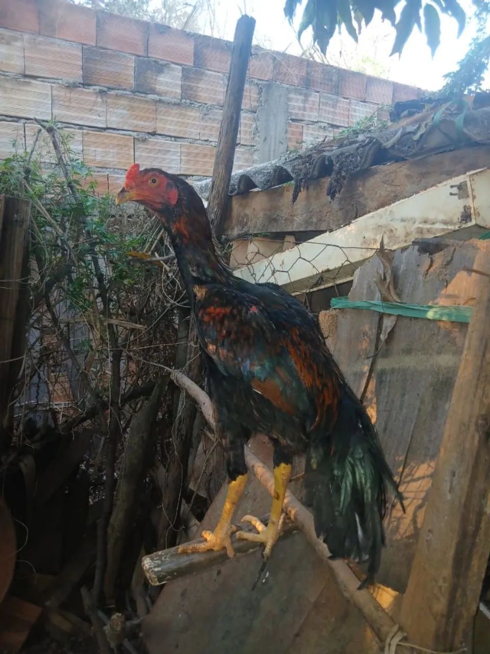 Frangos índio  - Foto 5