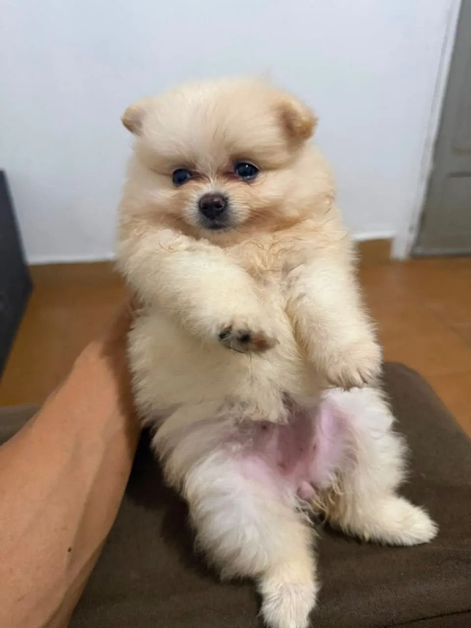 Filhote de Spitz alemão  - Foto 4