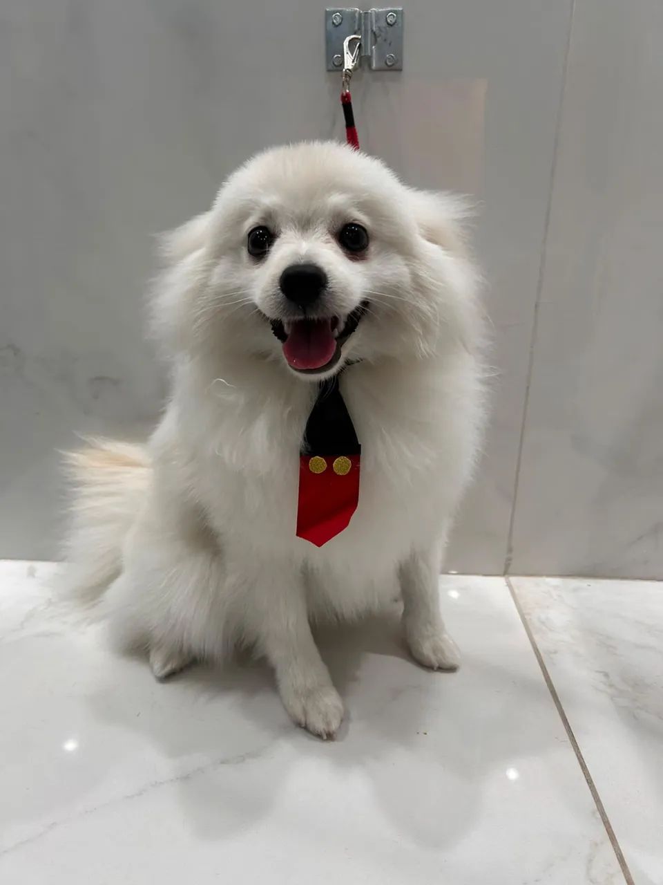 Cachorro  - Foto 2