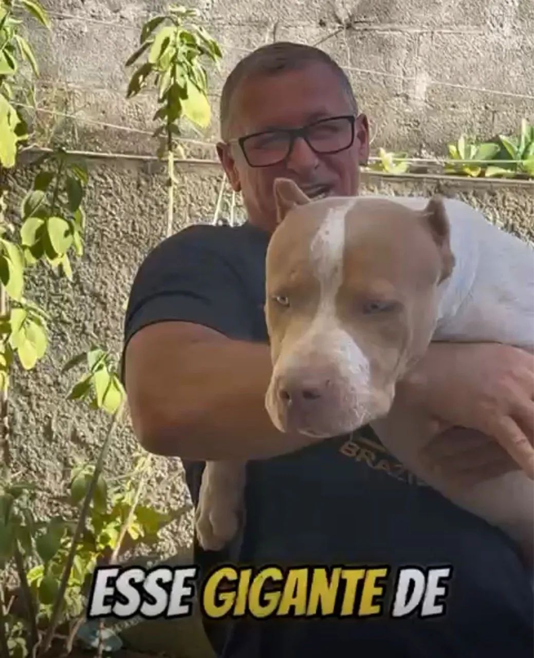 Filhotes de Pit Bull - Brazilian Bull - Foto 6