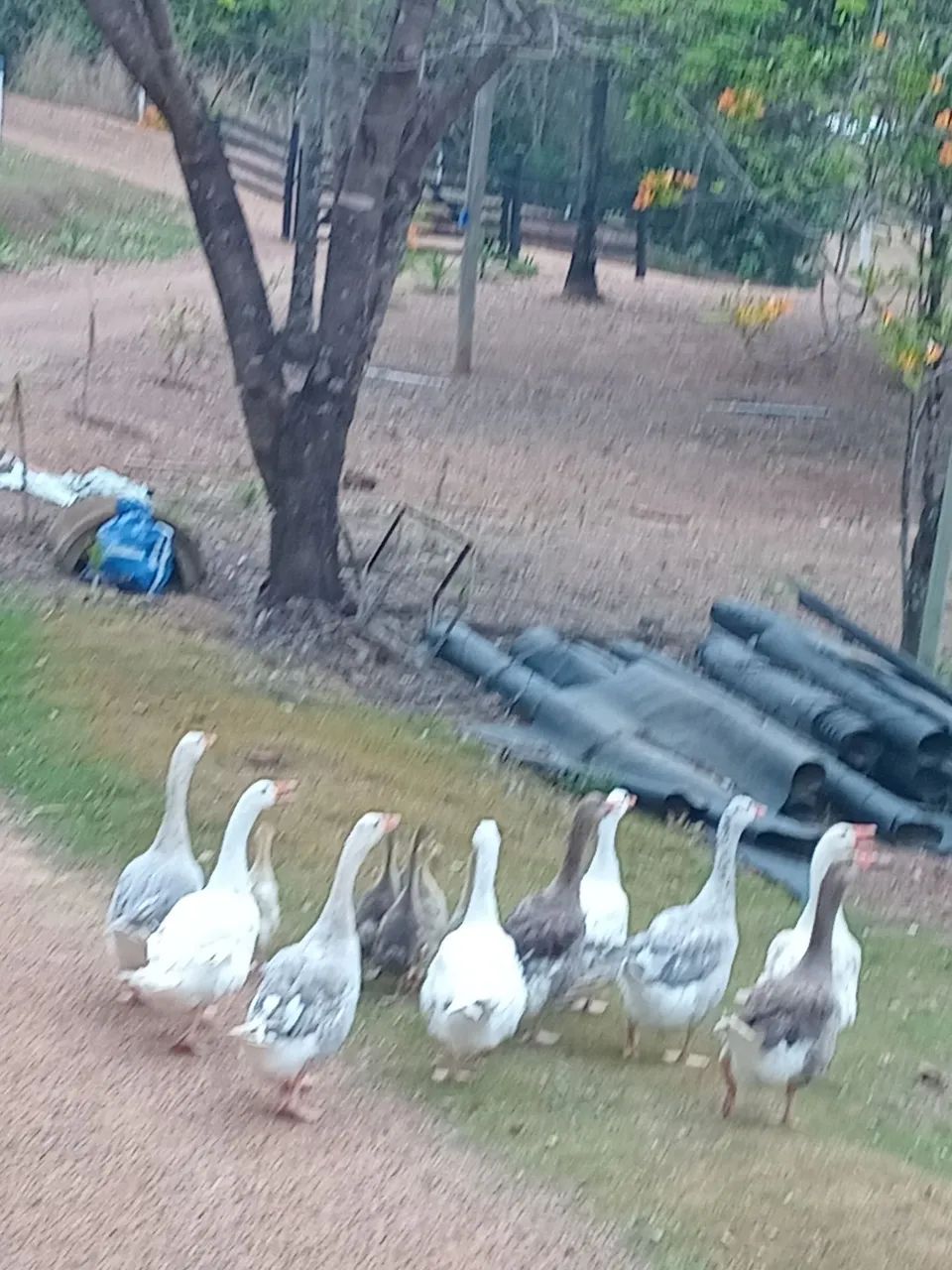 Ganso chinês  - Foto 3