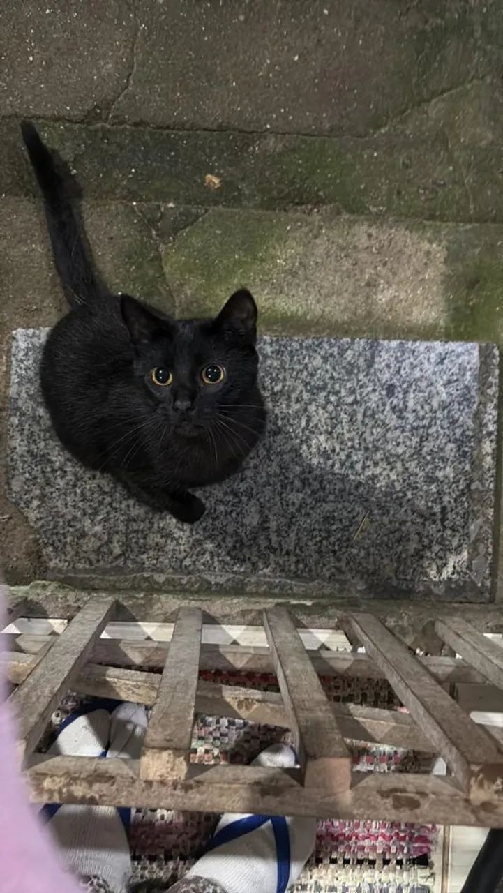 Adoção responsável- gatos - Foto 3