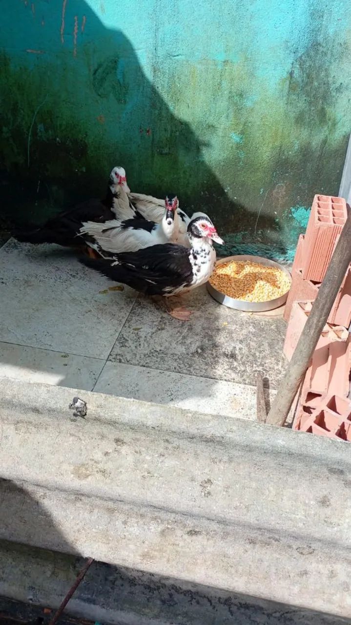 Patos