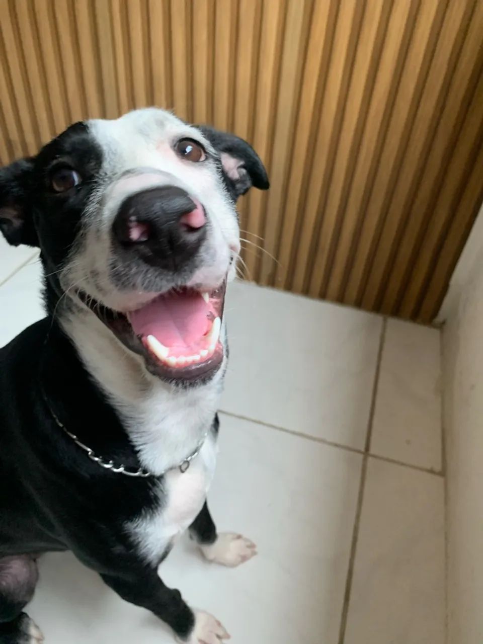 Adoção responsável  - Foto 2