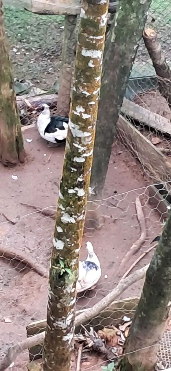 Patos