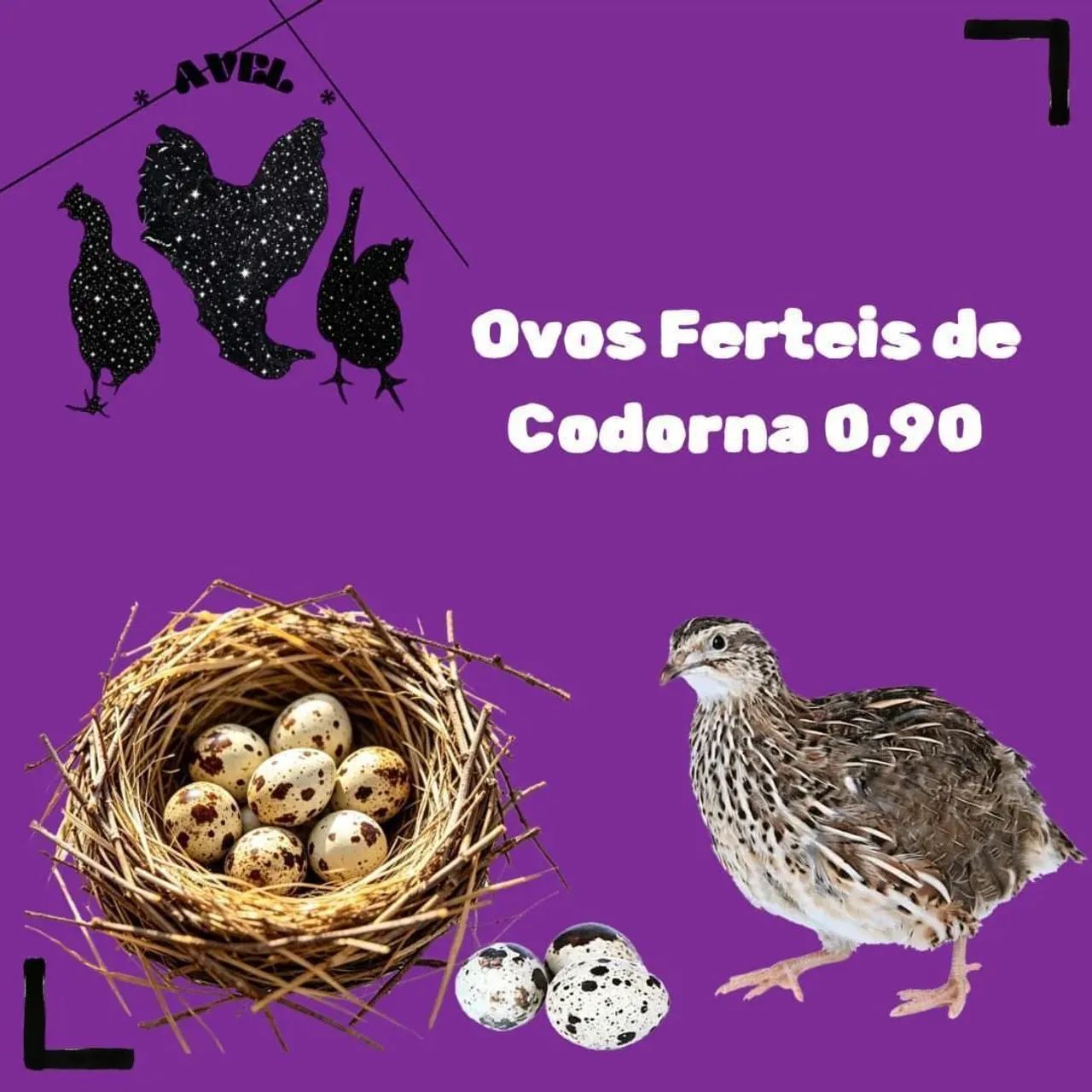 Ovos Férteis Codornas 