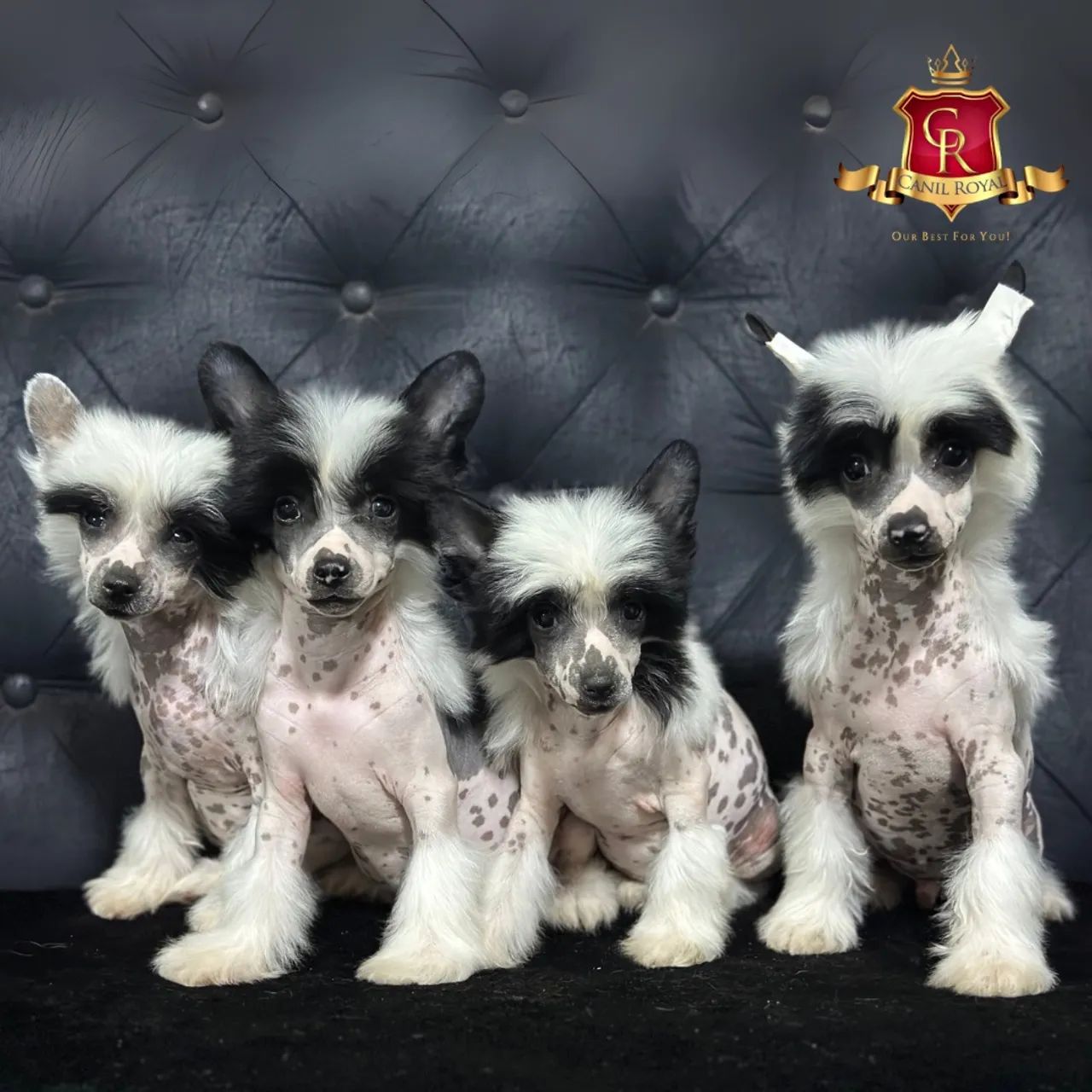 Cão de Crista Chinês lindos filhotes