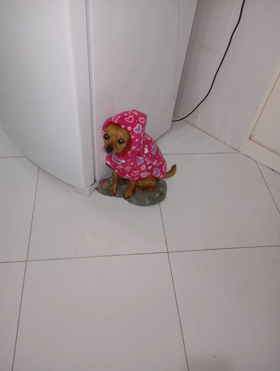Roupinhas pra pets  - Foto 5