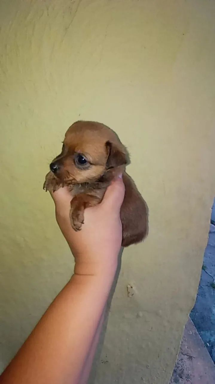 Casal de pinscher zerinho( original.  - Foto 5