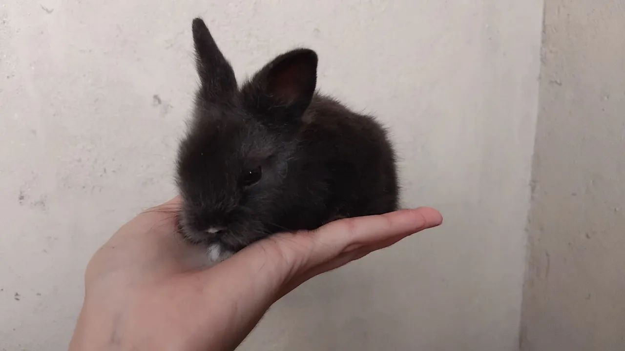 Filhotes mestiços Red Lion - Foto 6