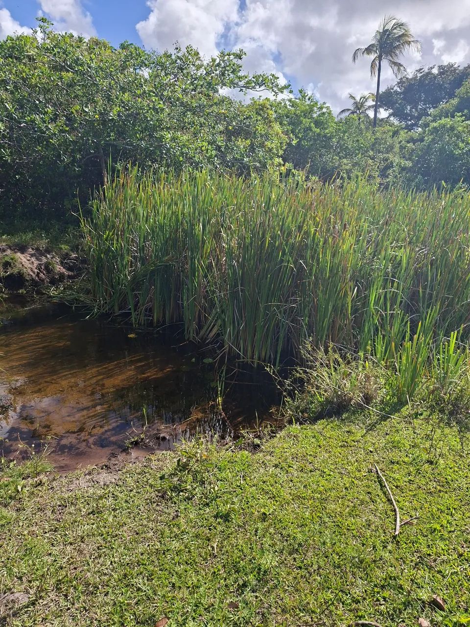 Terreno em Lucena