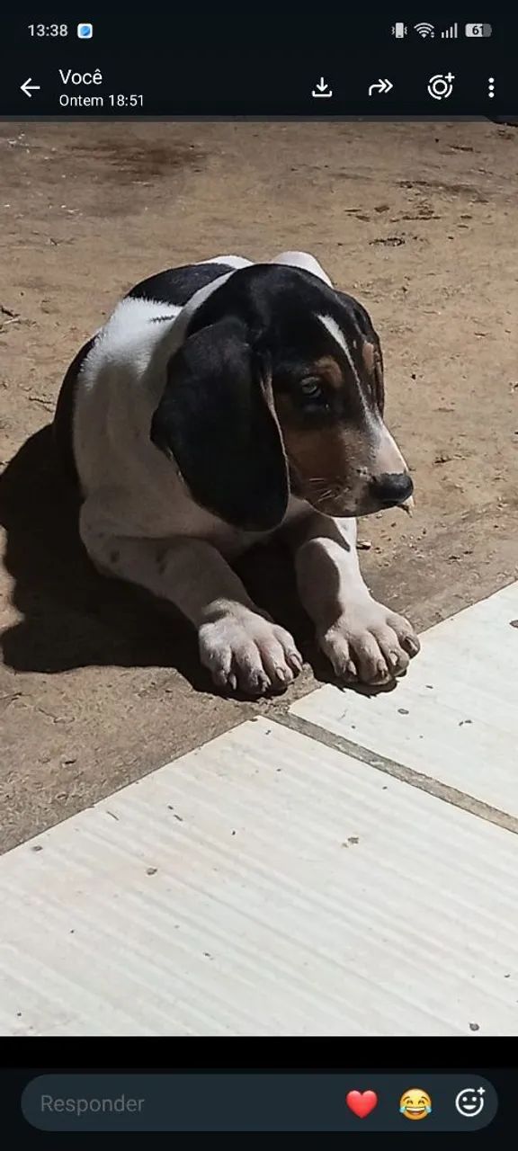 Cachorro americano 