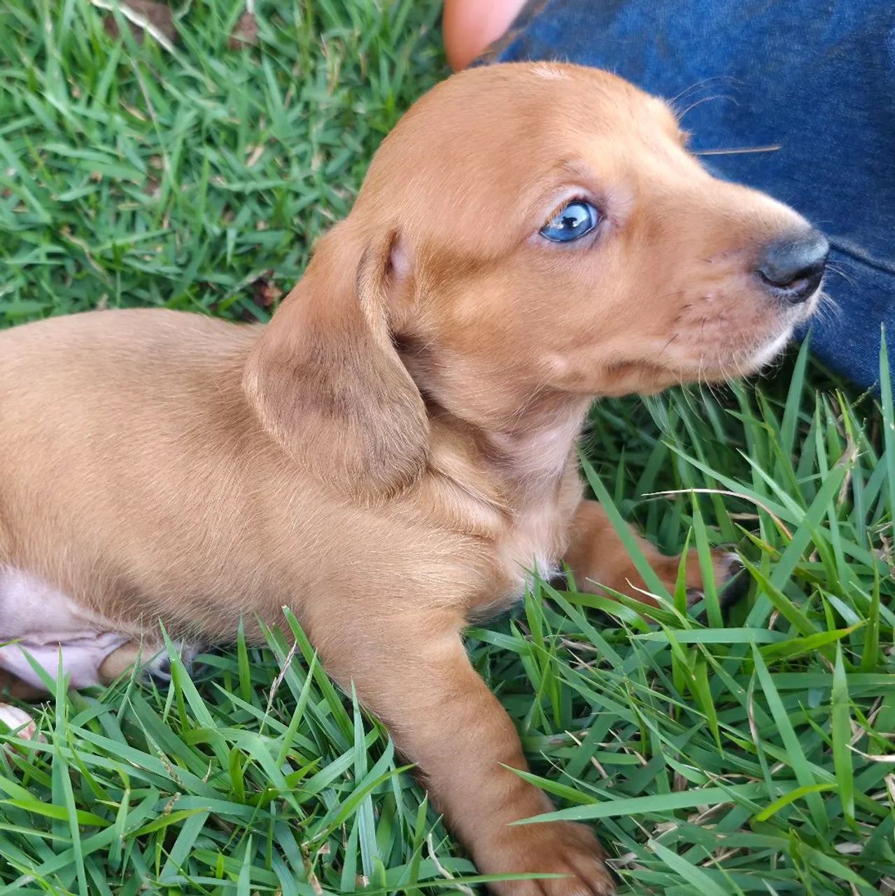 Dashchund teckel salsicha macho dourado - Foto 5