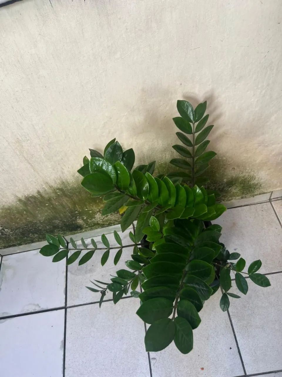 Zamiolculcas
