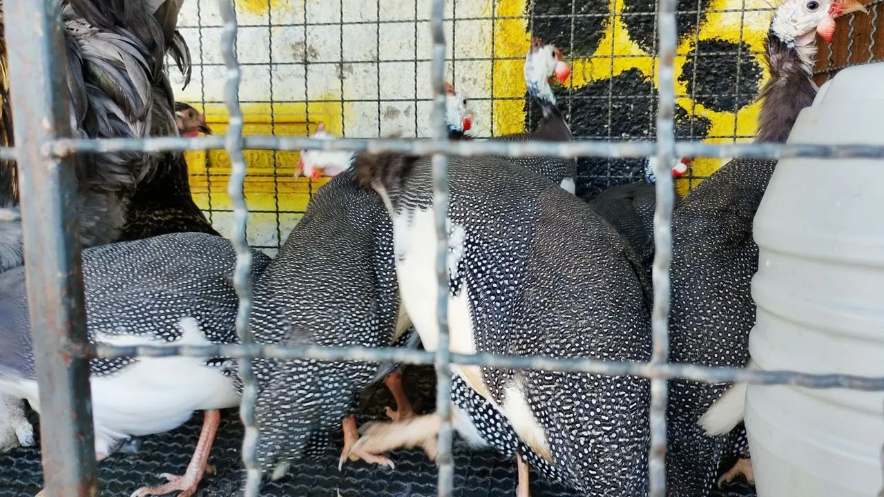 Vendo angolas adultas  - Foto 3