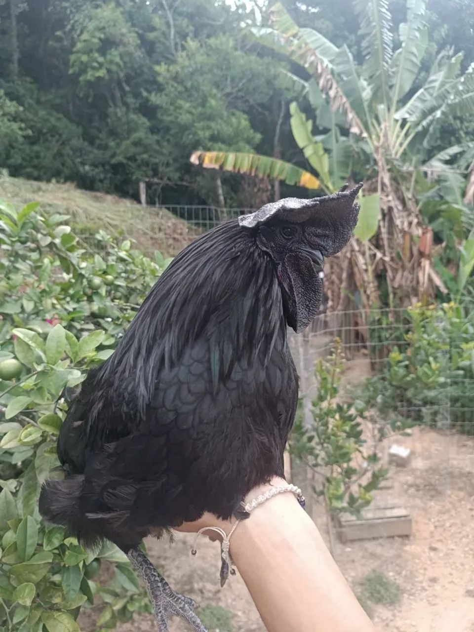 pintinhos Ayam Cemani