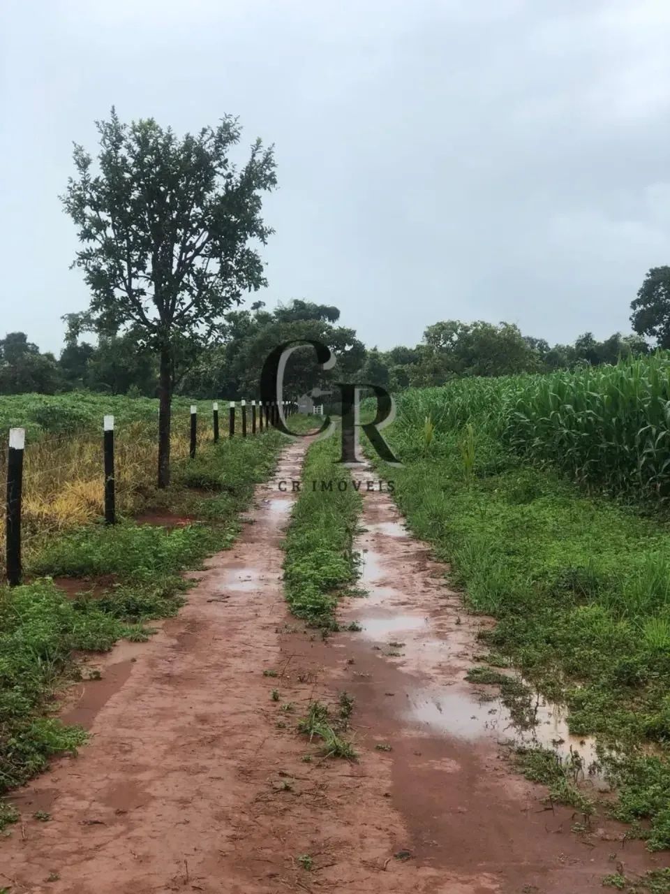 Chácara em Bela Vista - GO (Meio alqueire) - Foto 2