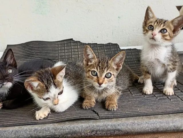 Filhotes de Gatos p/ Adoção - Foto 5