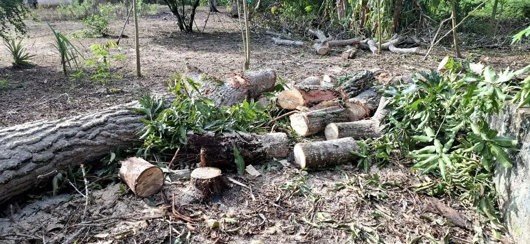 Madeira para Forno ou Caldeira  - Foto 4