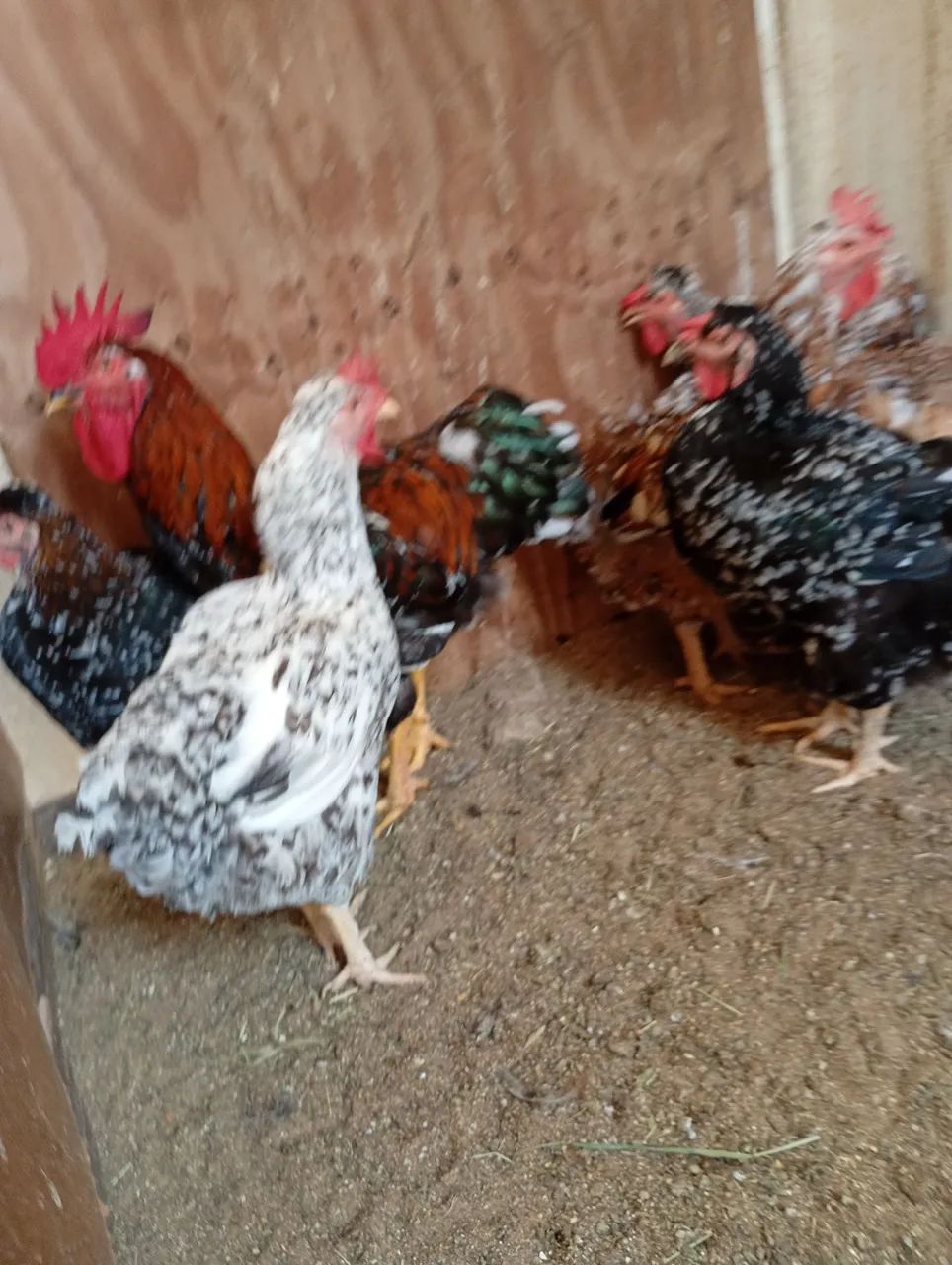 Galinha e galo gsb balão disponível  - Foto 2