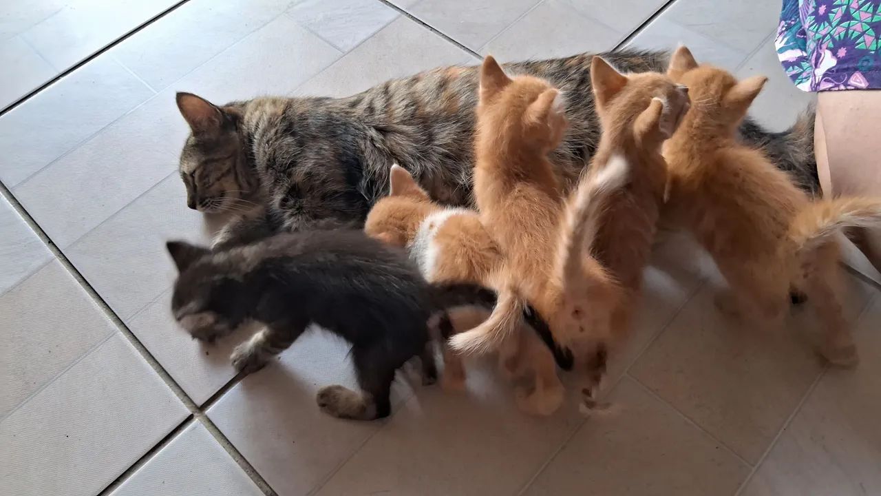 DOAÇÃO DE GATO - Foto 2