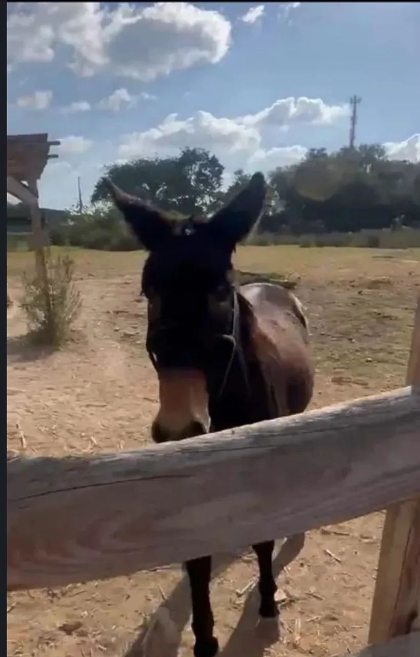 Vendo burro  - Foto 2