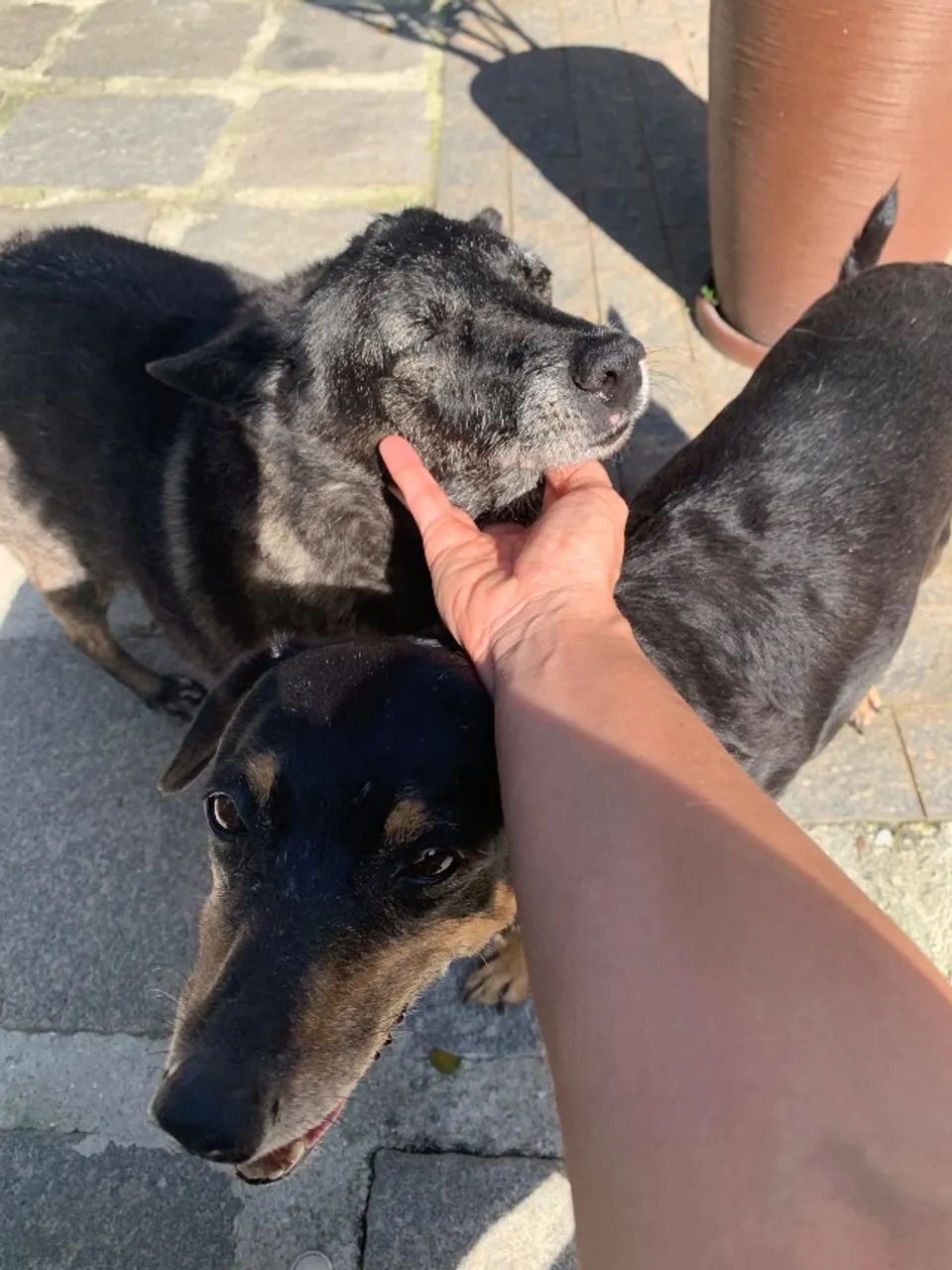 Pet Sitter  - Foto 3