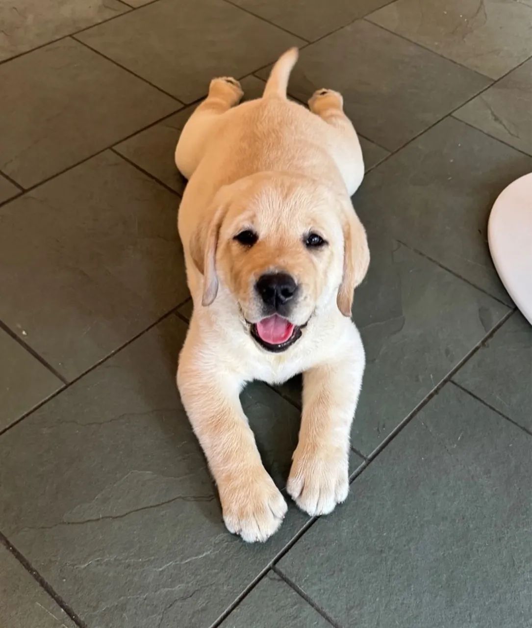 Labrador inglês 