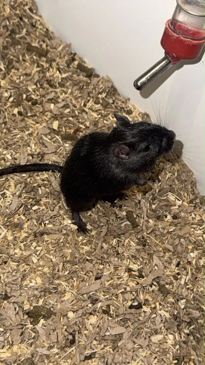 Esquilo da Mongólia/ gerbil/ gerbo - Foto 4