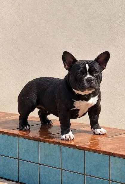 American Bully micro  - Foto 3