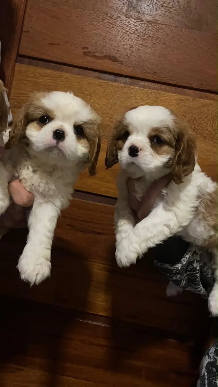Cavalier filhotes com pedigree 