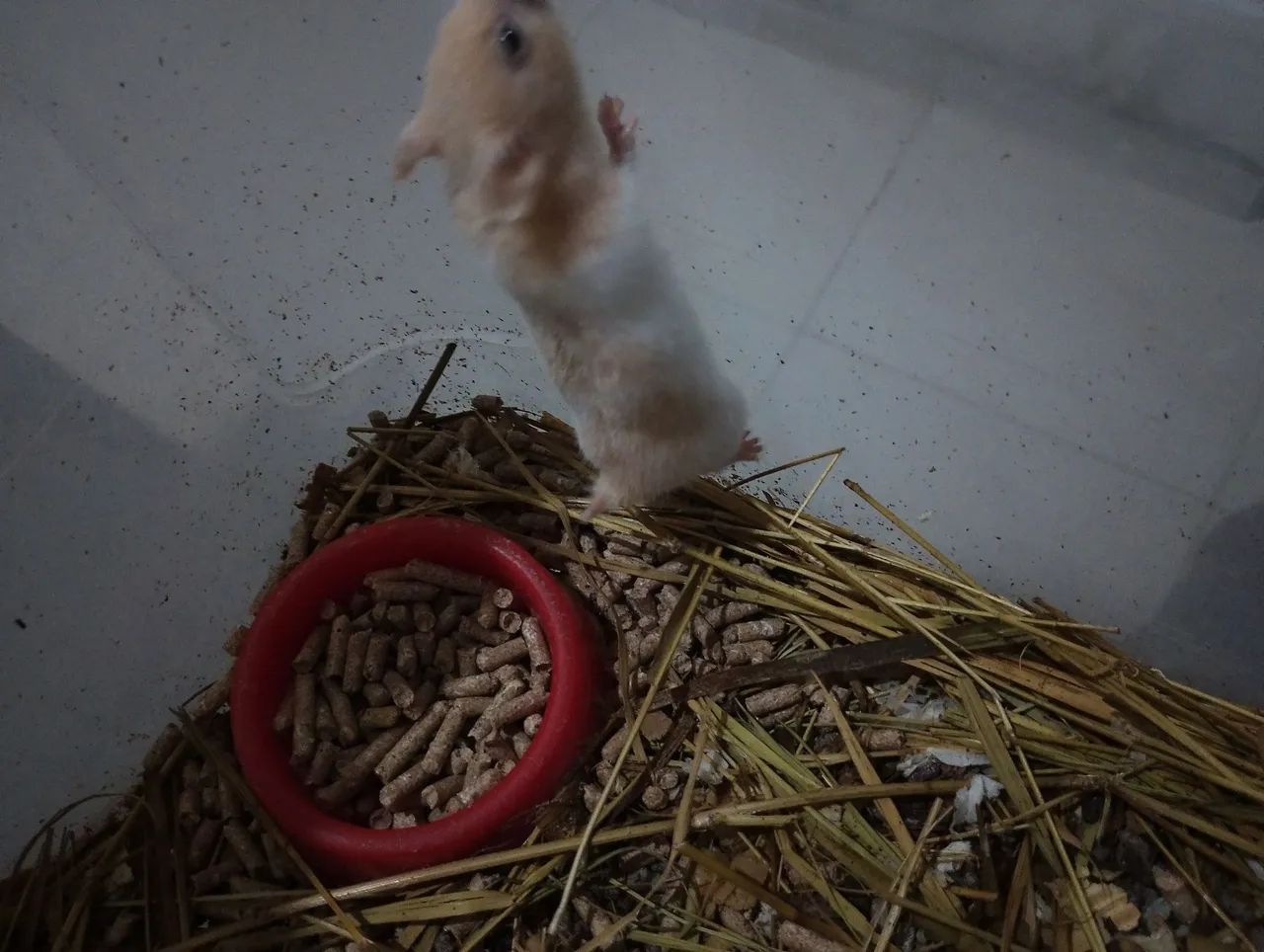 Hamster  - Foto 2