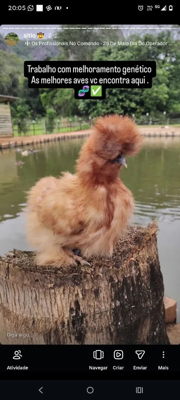 Animais de raça  - Foto 4