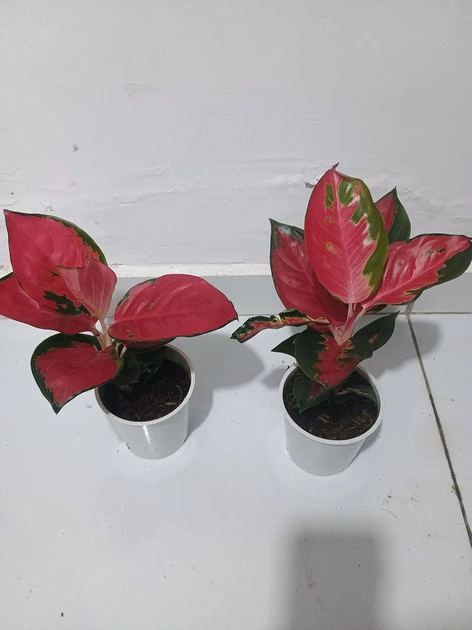 Lindas aglaonemas chilli red  - Foto 3