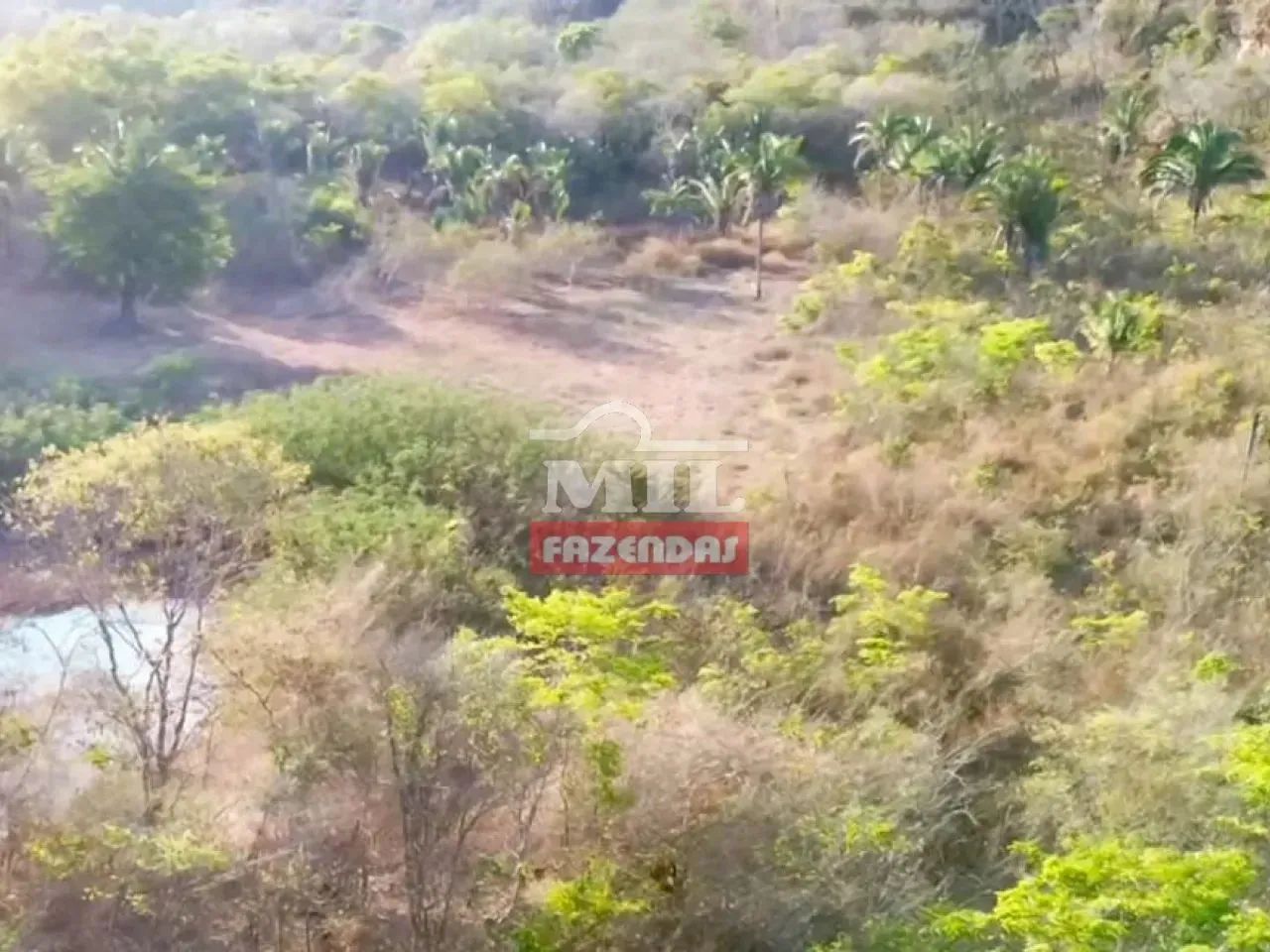 Fazenda 1.372 hectares Bom Jesus - Pi - Foto 2