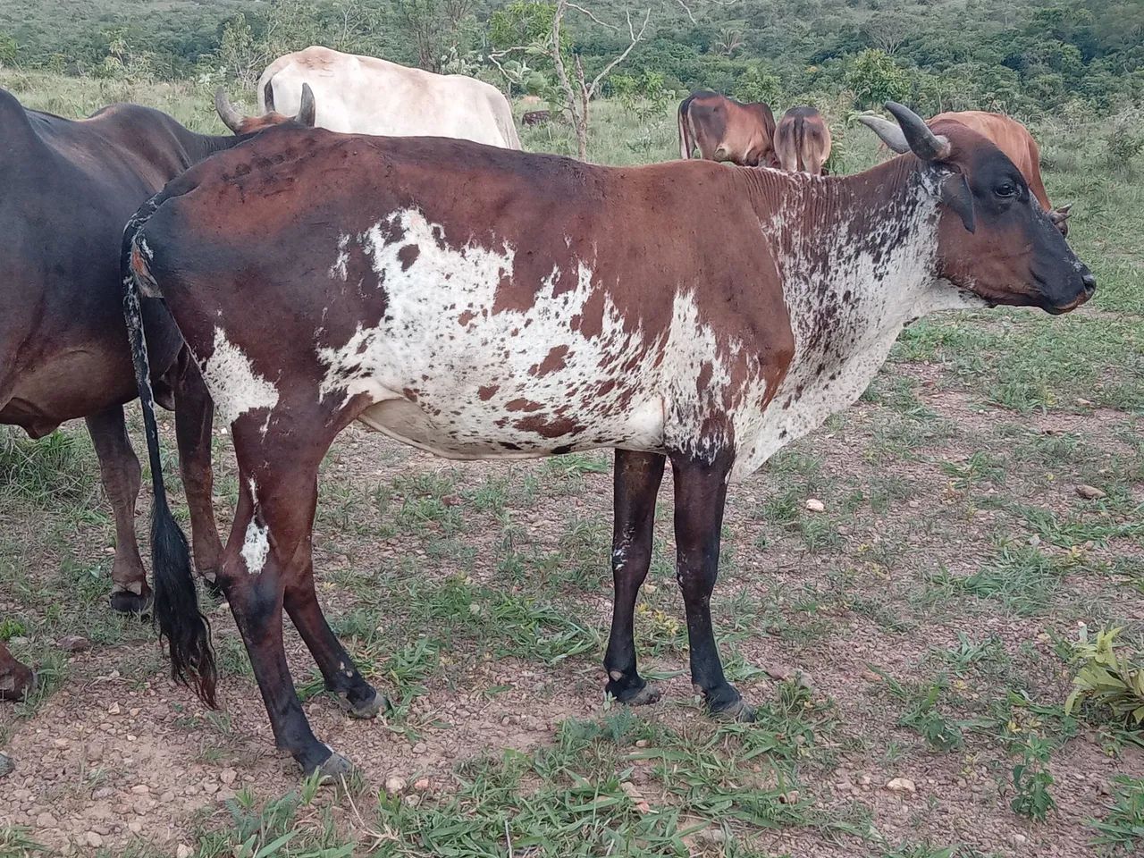 Vaca Girolando  - Foto 4